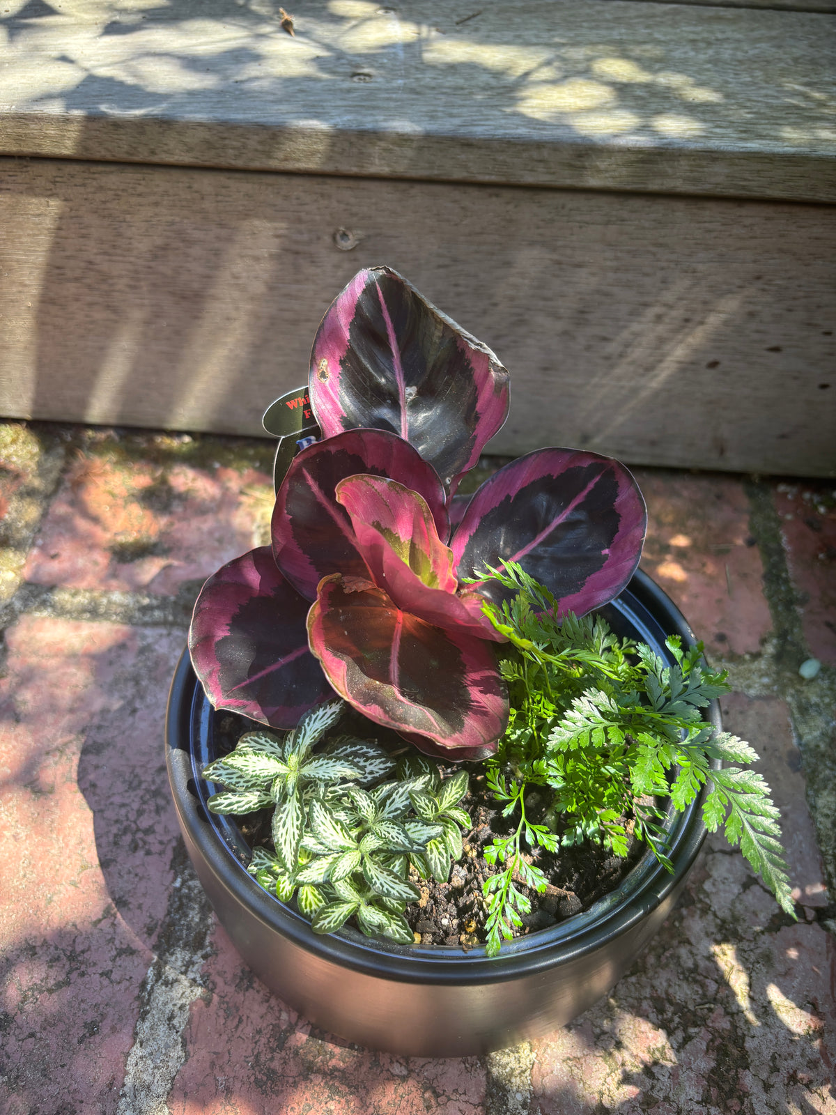 Plant + Pot Combo - Indoor Foliage Garden