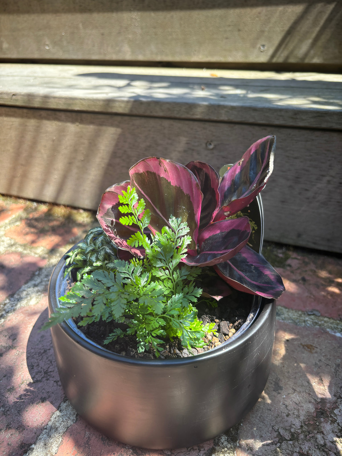 Plant + Pot Combo - Indoor Foliage Garden