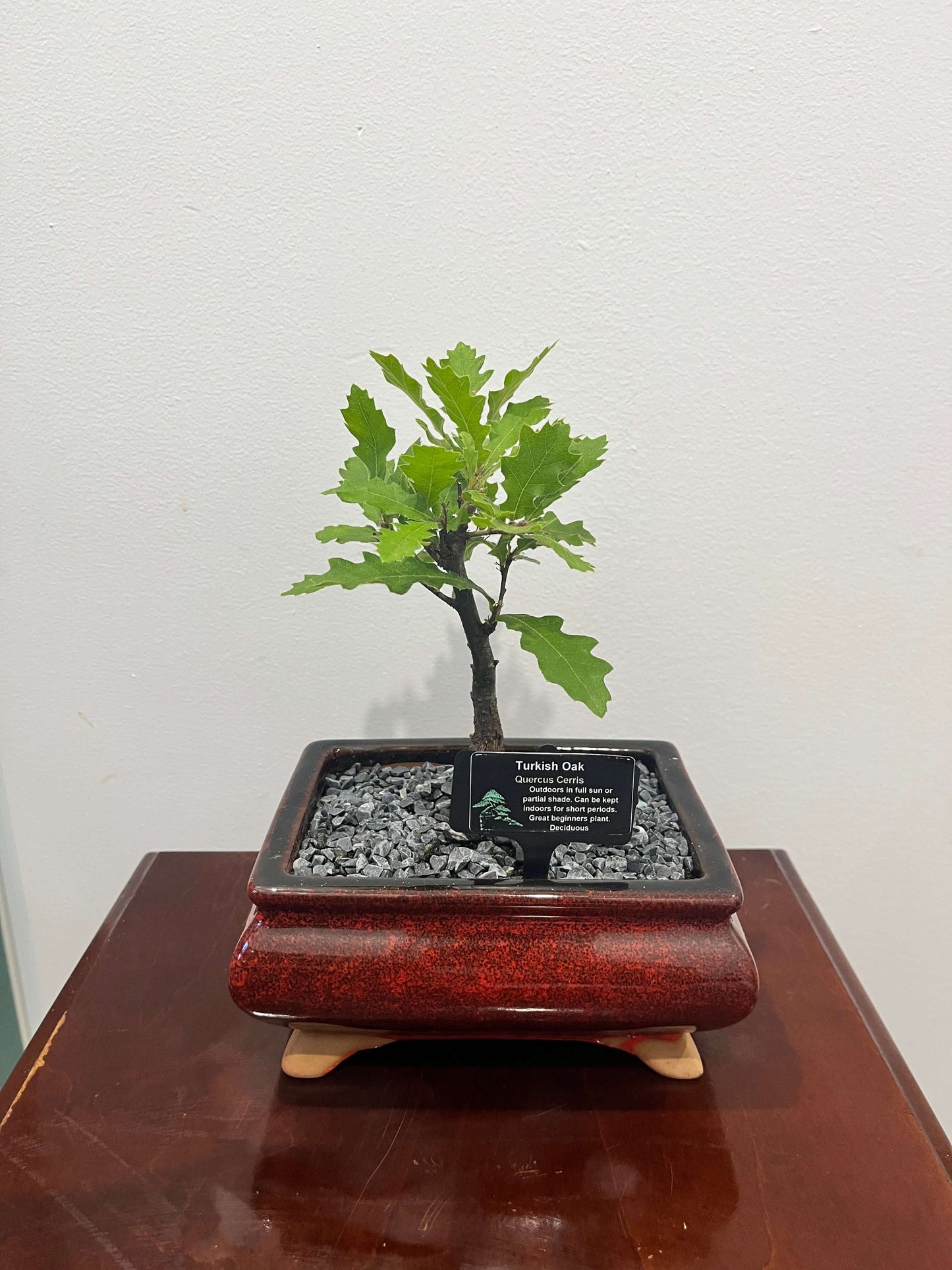 Bonsai - Turkish Oak