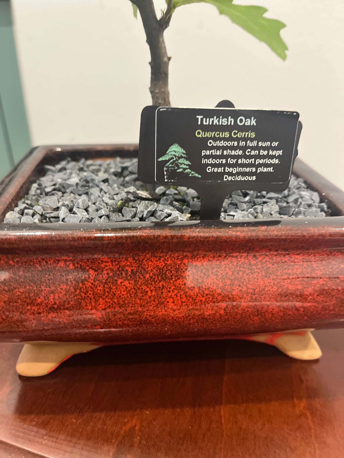 Bonsai - Turkish Oak