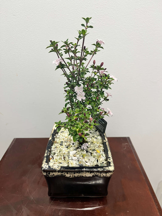 Bonsai - Tree of 1000 stars