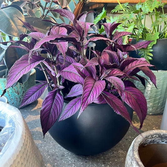 Persian Shield (Strobilanthes dyeriana)