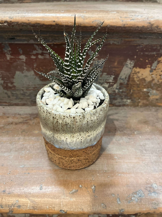 Plant + Pot Combo - Haworthia fasciata