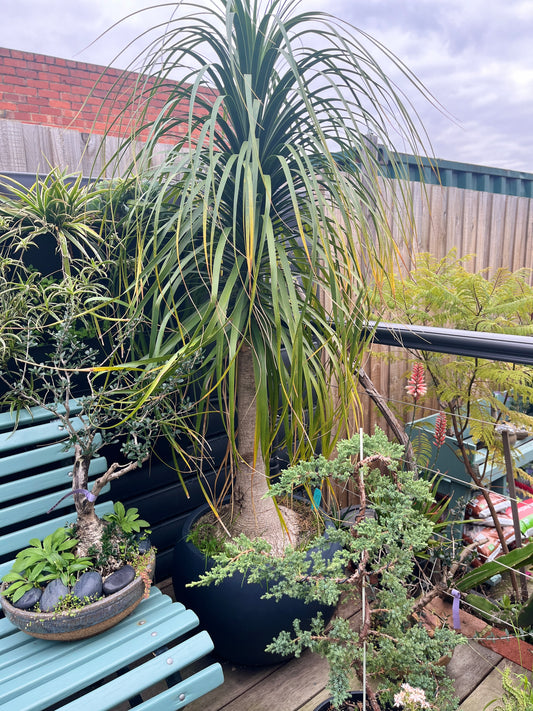 Beaucarnea recurvata (Ponytail Palm)
