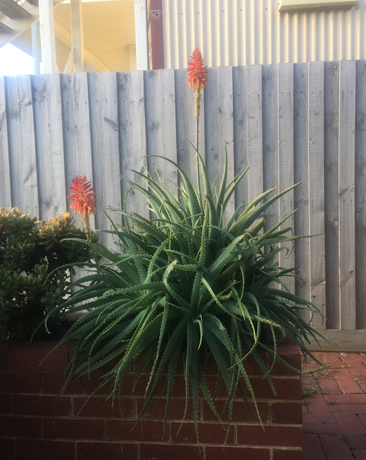 Torch Aloe