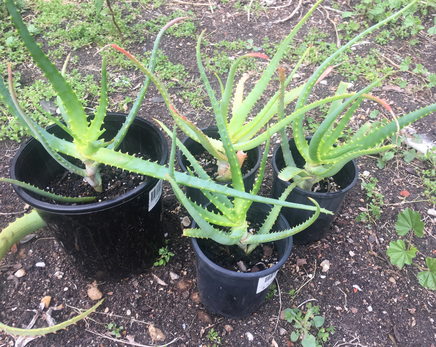 Torch Aloe