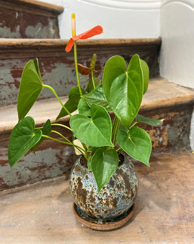 Plant + Pot Combo - Anthurium