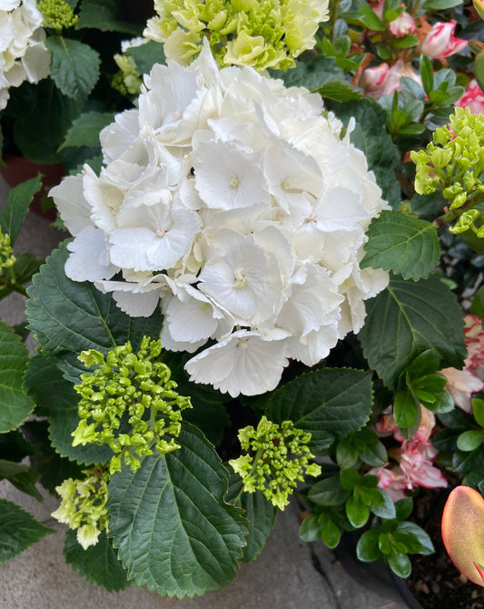 Hydrangea macrophylla - White