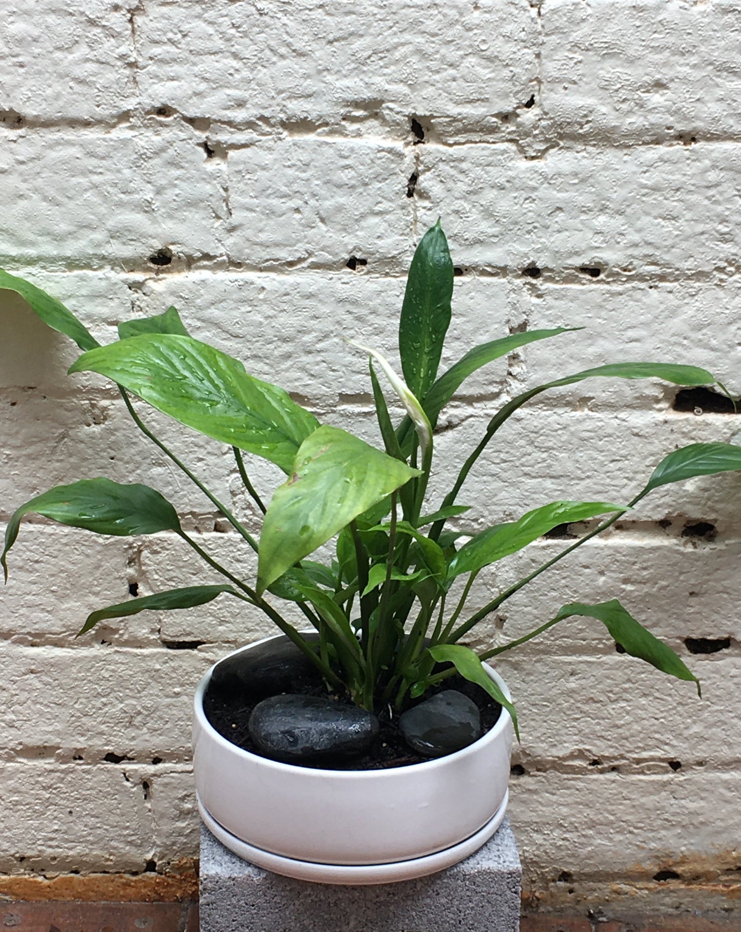 White ceramic planter