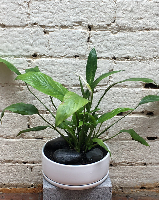 White ceramic planter