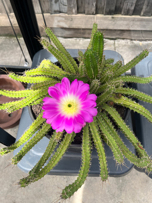 Lady Finger Cactus (Echinocereus pentalophus