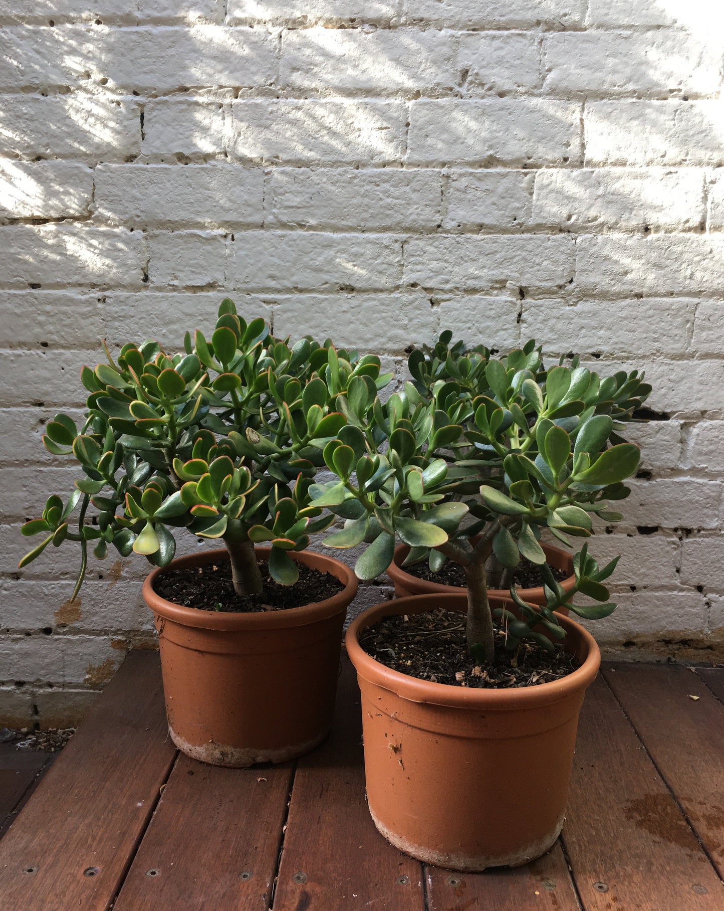 Jade Plant (Crassula ovata)