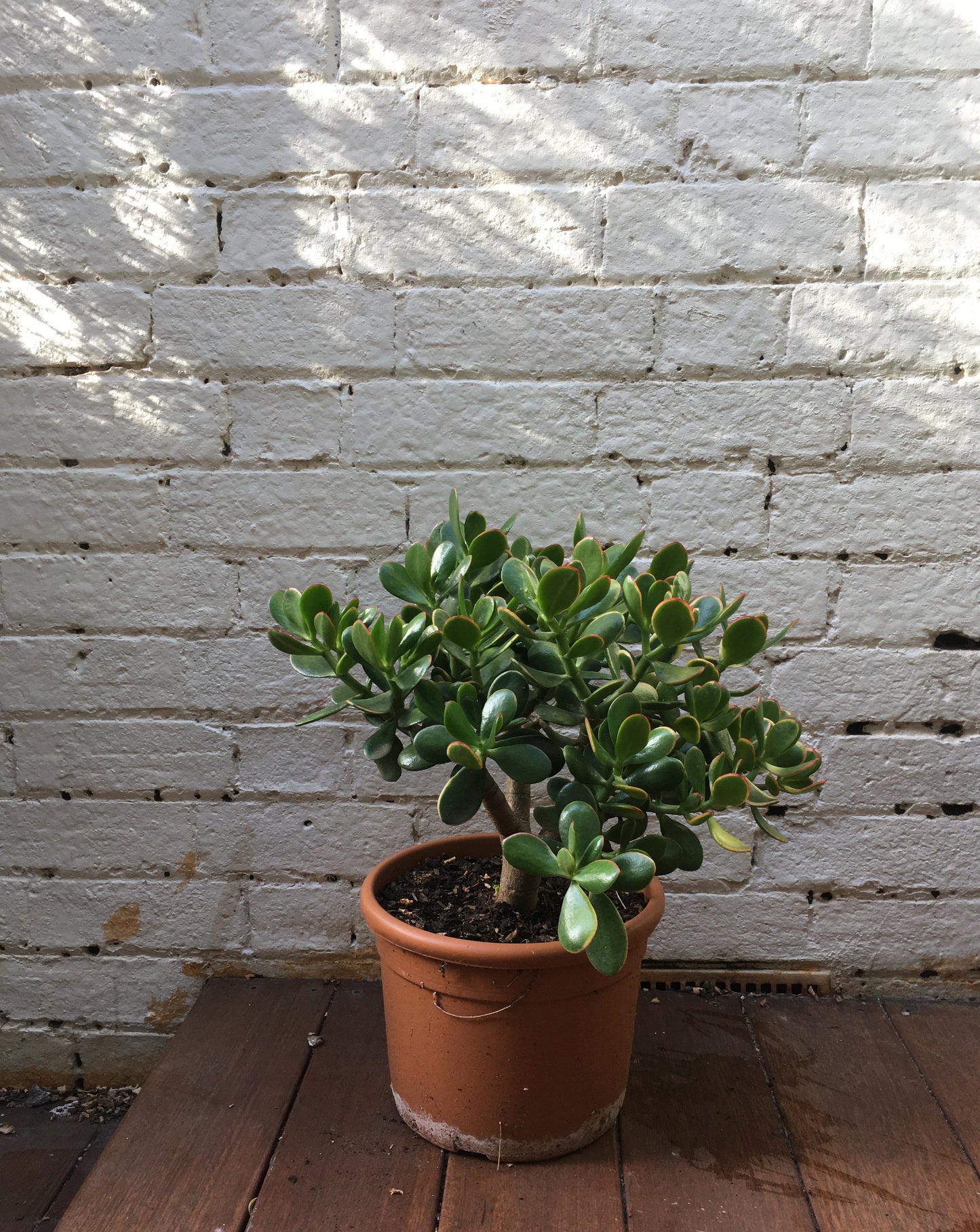 Jade Plant (Crassula ovata)