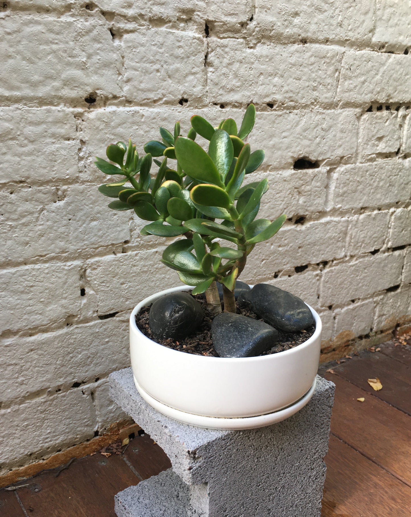 Jade Plant (Crassula ovata)