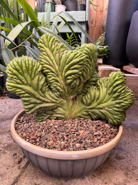 Crested San Pedro Cactus