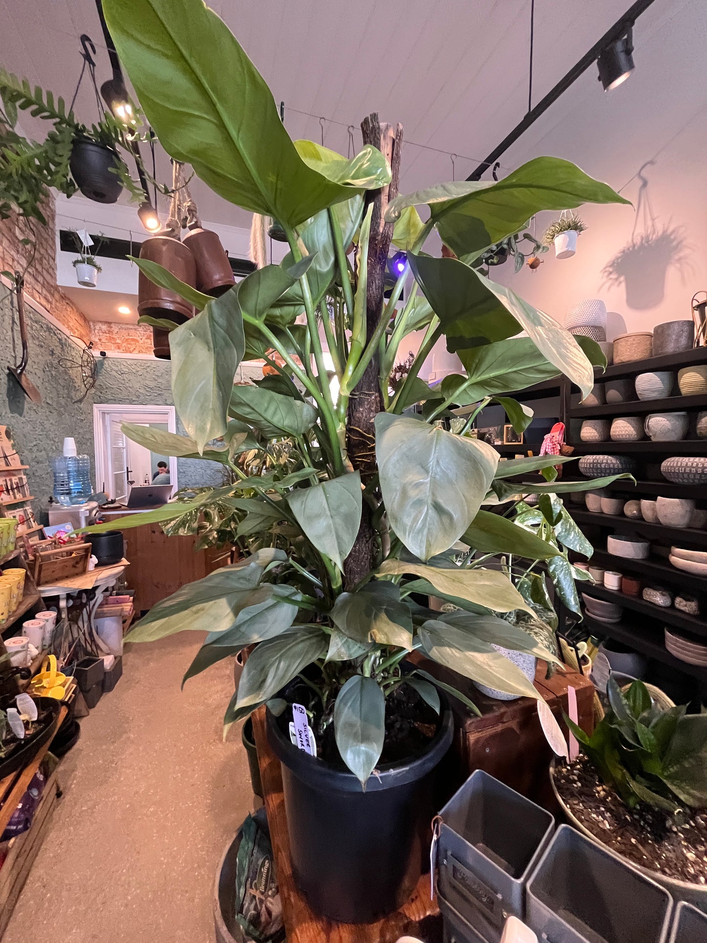 Philodendron Silver Sword