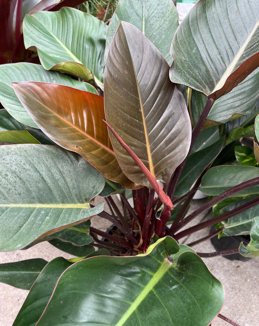 Philodendron Rojo Congo