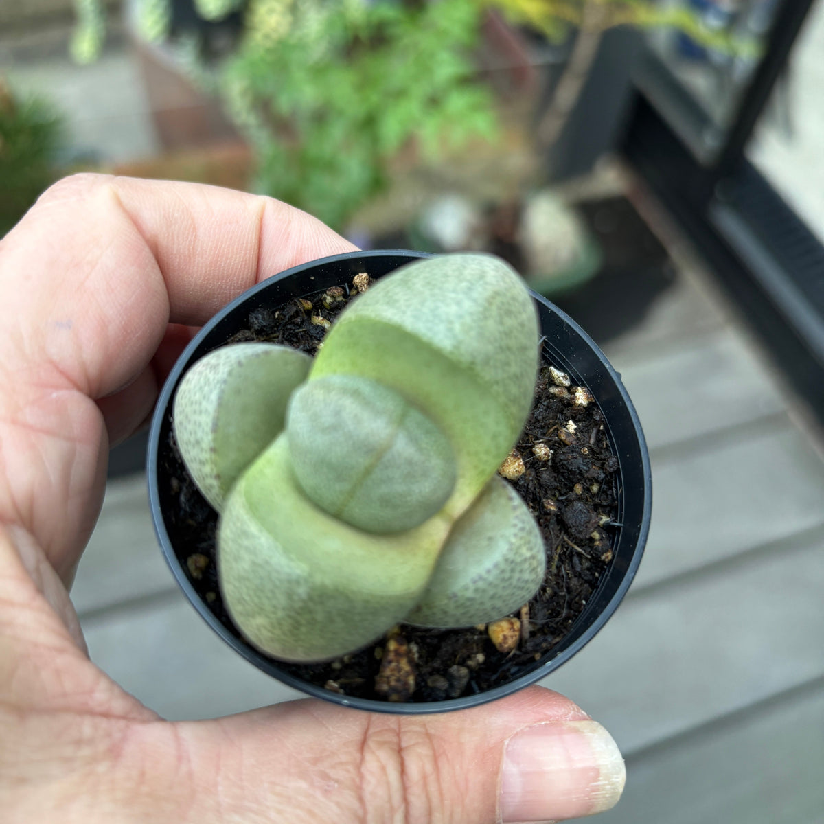 Split Rock Plant (Pleiospilos nelii)