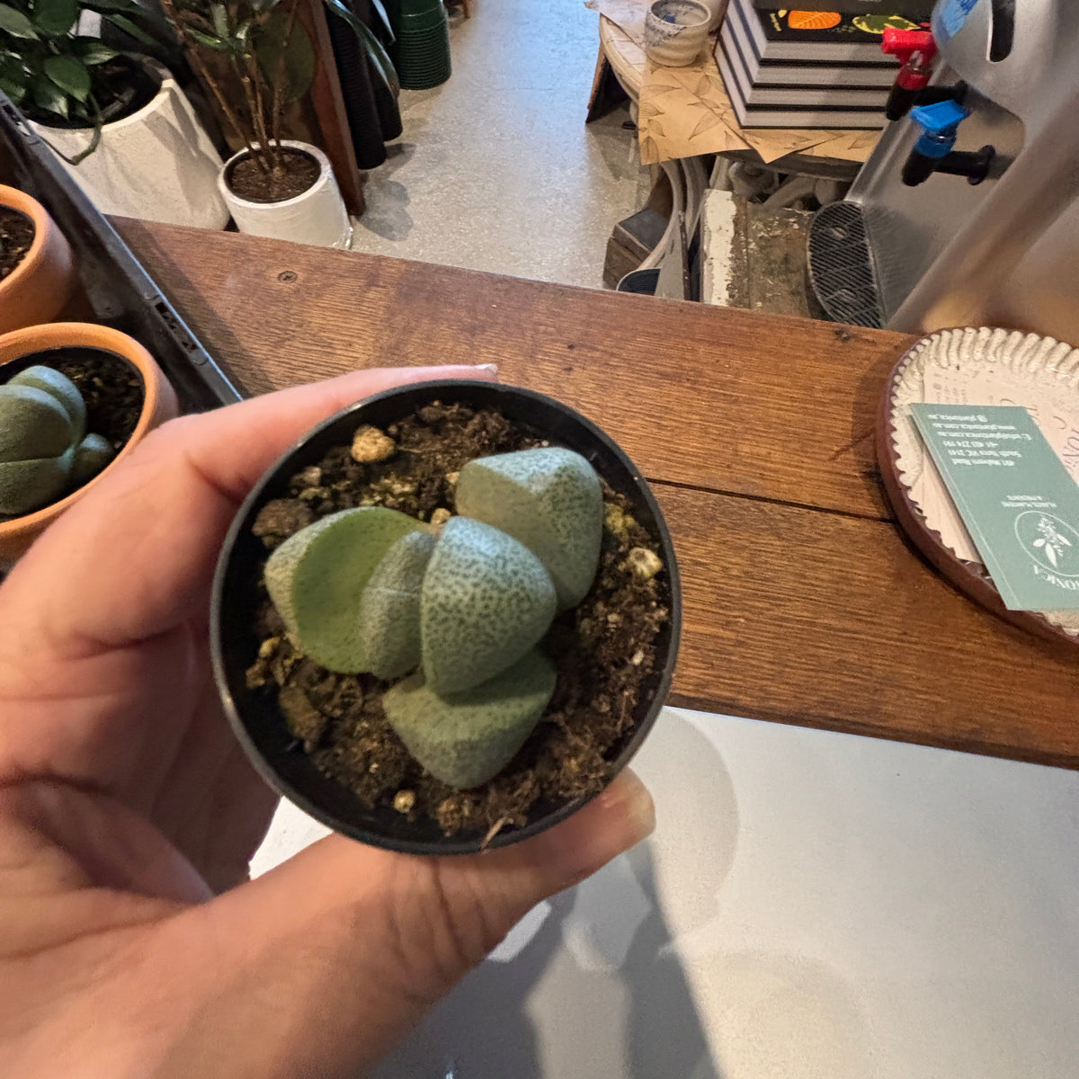 Split Rock Plant (Pleiospilos nelii)