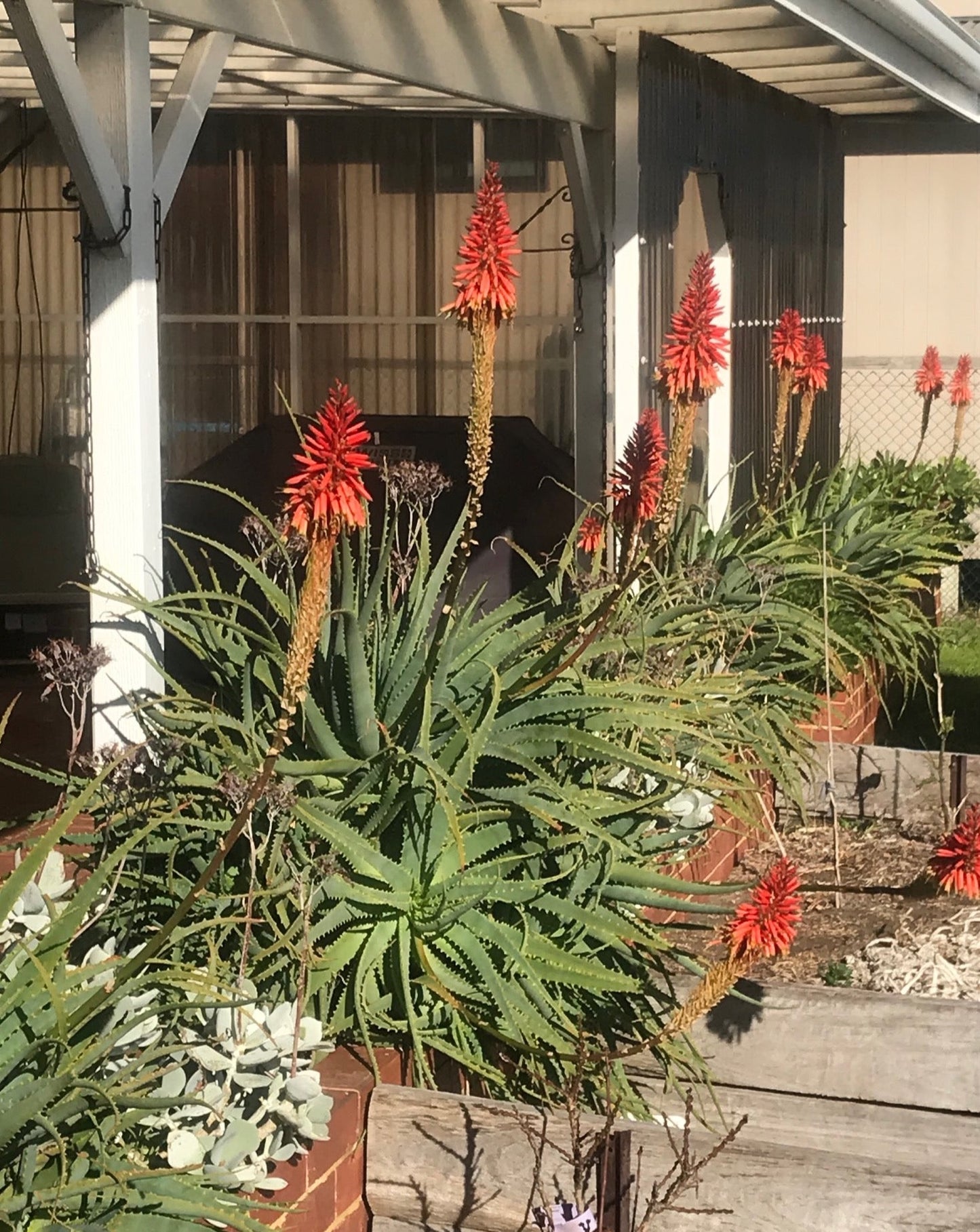 Torch Aloe