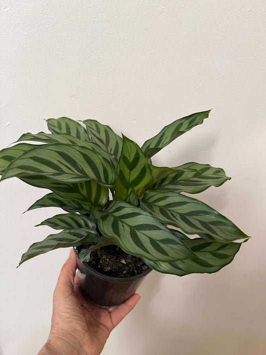 Calathea Freddy