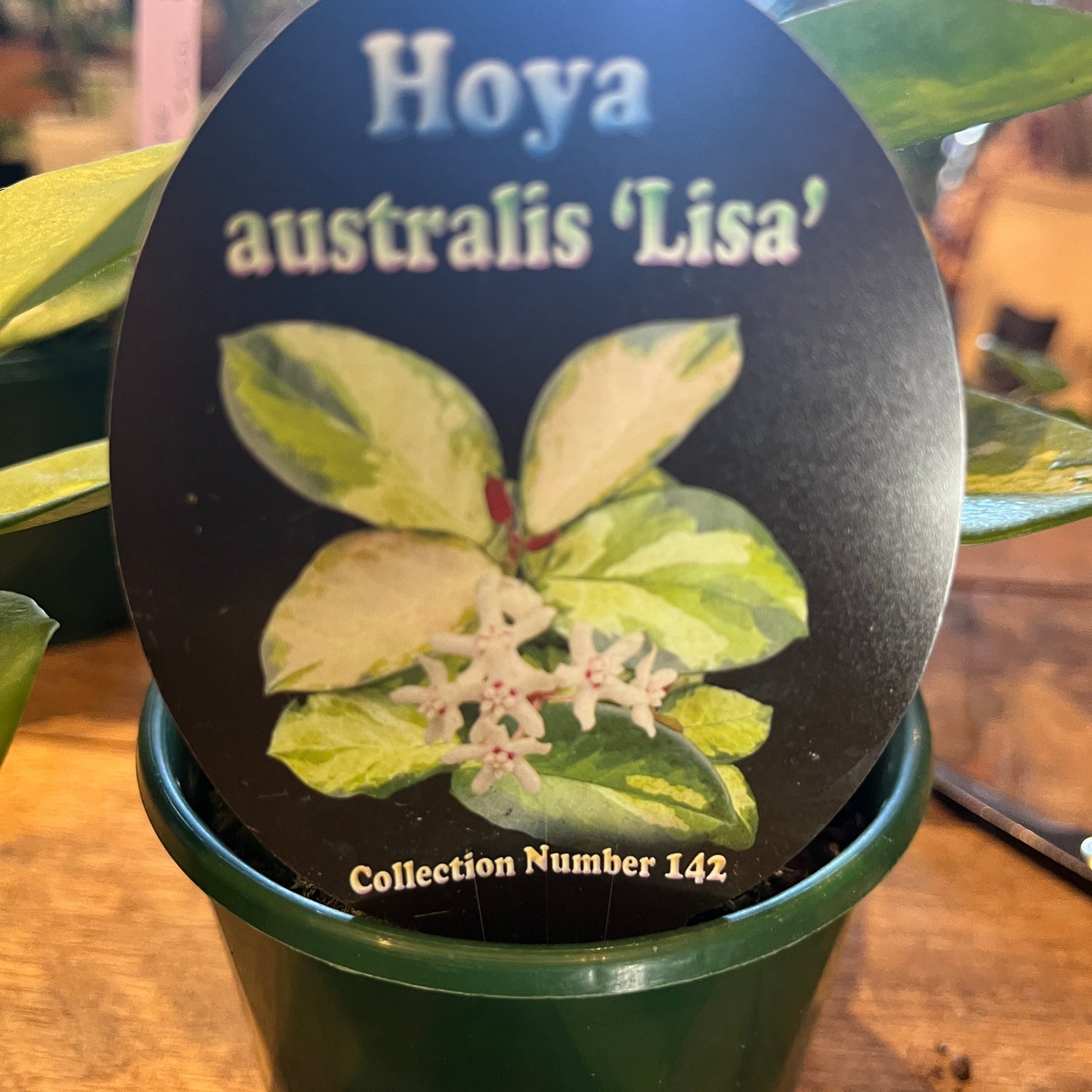 Hoya Australis - Lisa