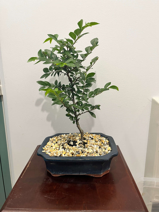 Bonsai - Chinese Elm