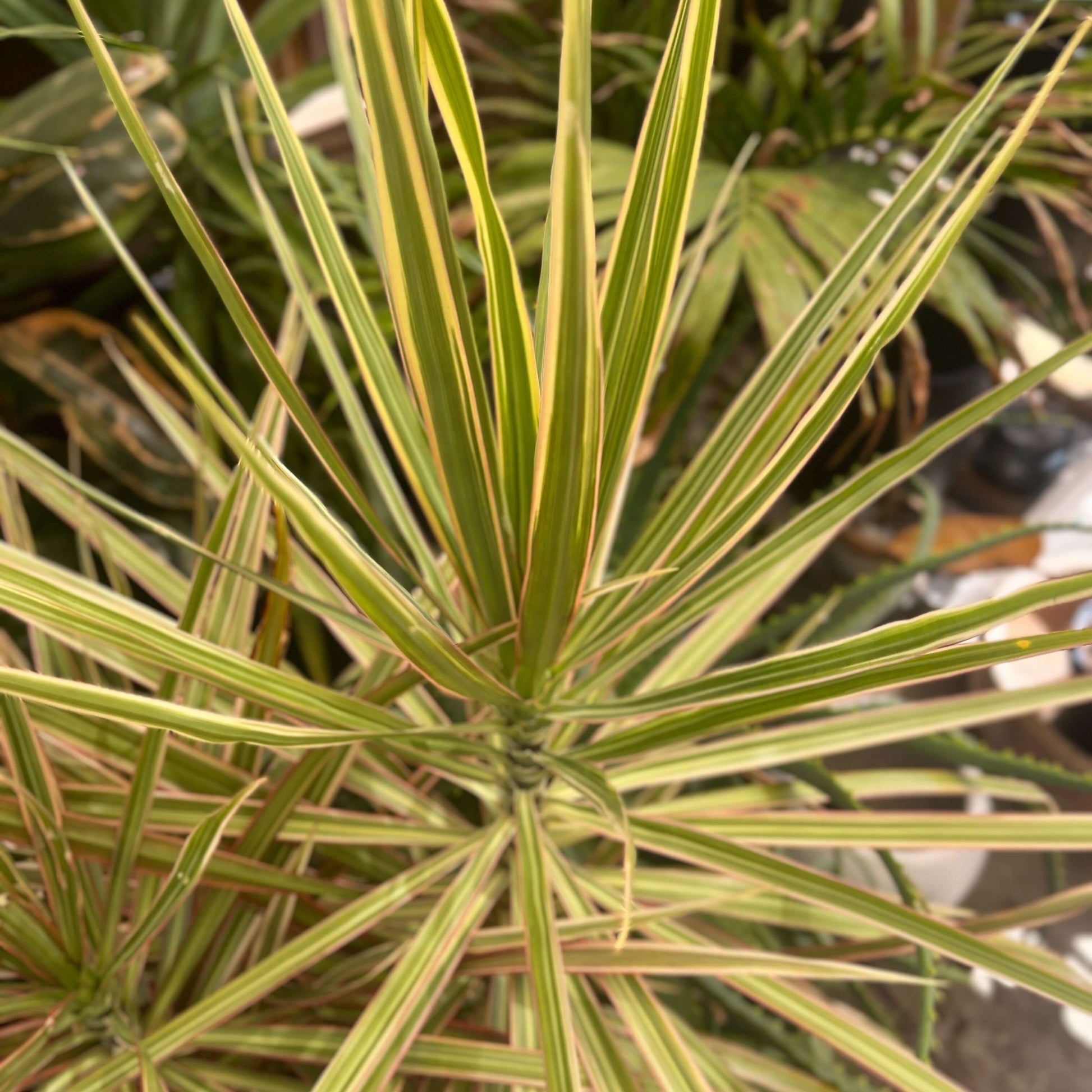 dracaena marginata tricolour Madagascan Dragon Tree