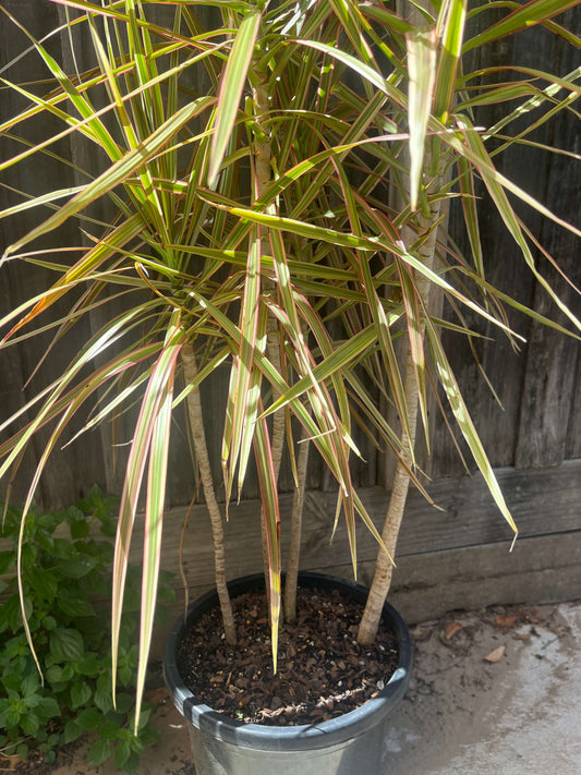 Madagascan Dragon Tree - Dracaena tricolour