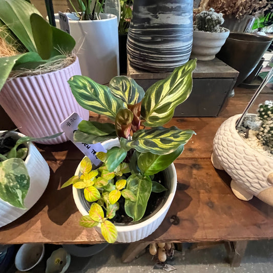 Plant + Pot Combo - Indoor Foliage Garden