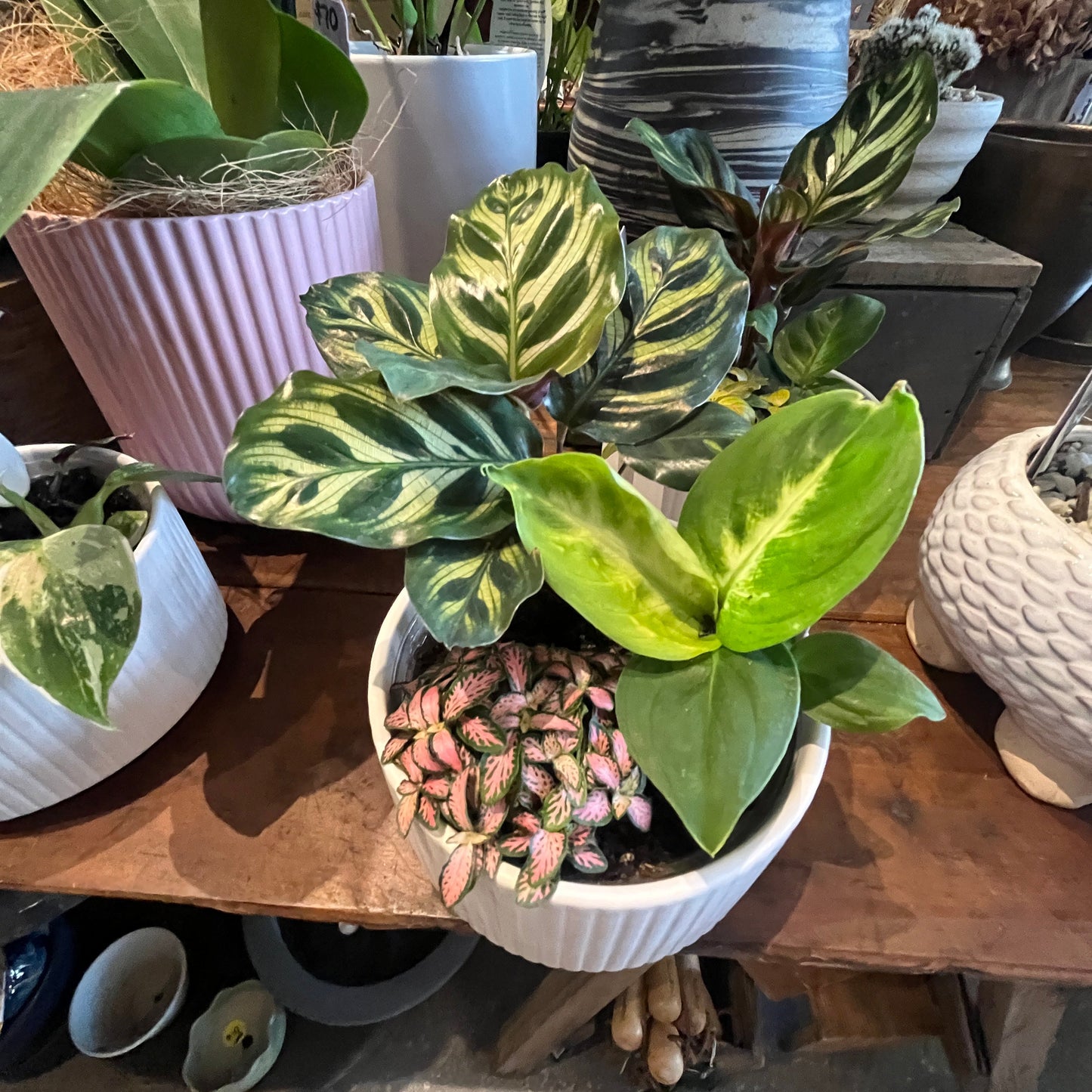 Potted plants on a wooden table with a blurred background