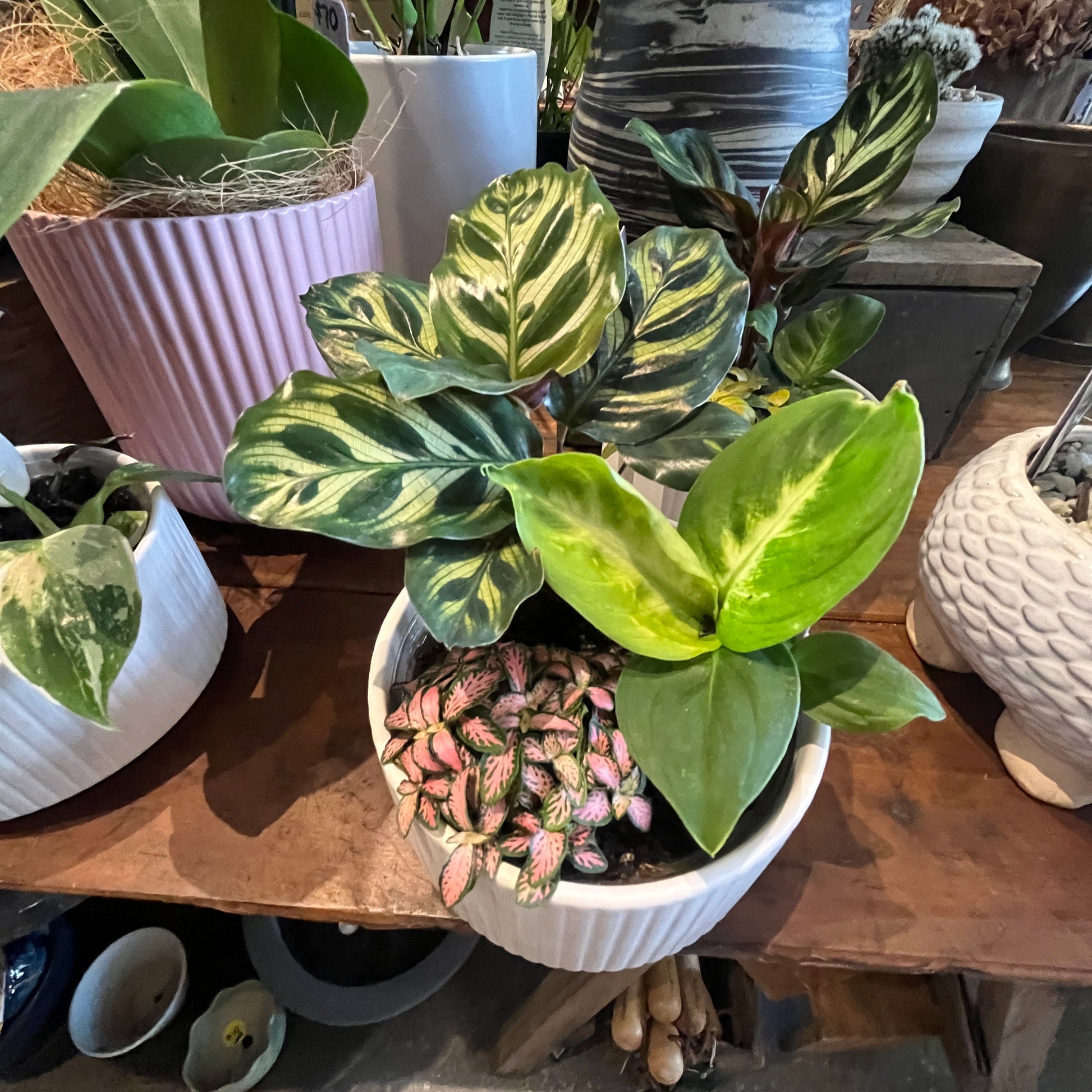 Potted plants on a wooden table with a blurred background