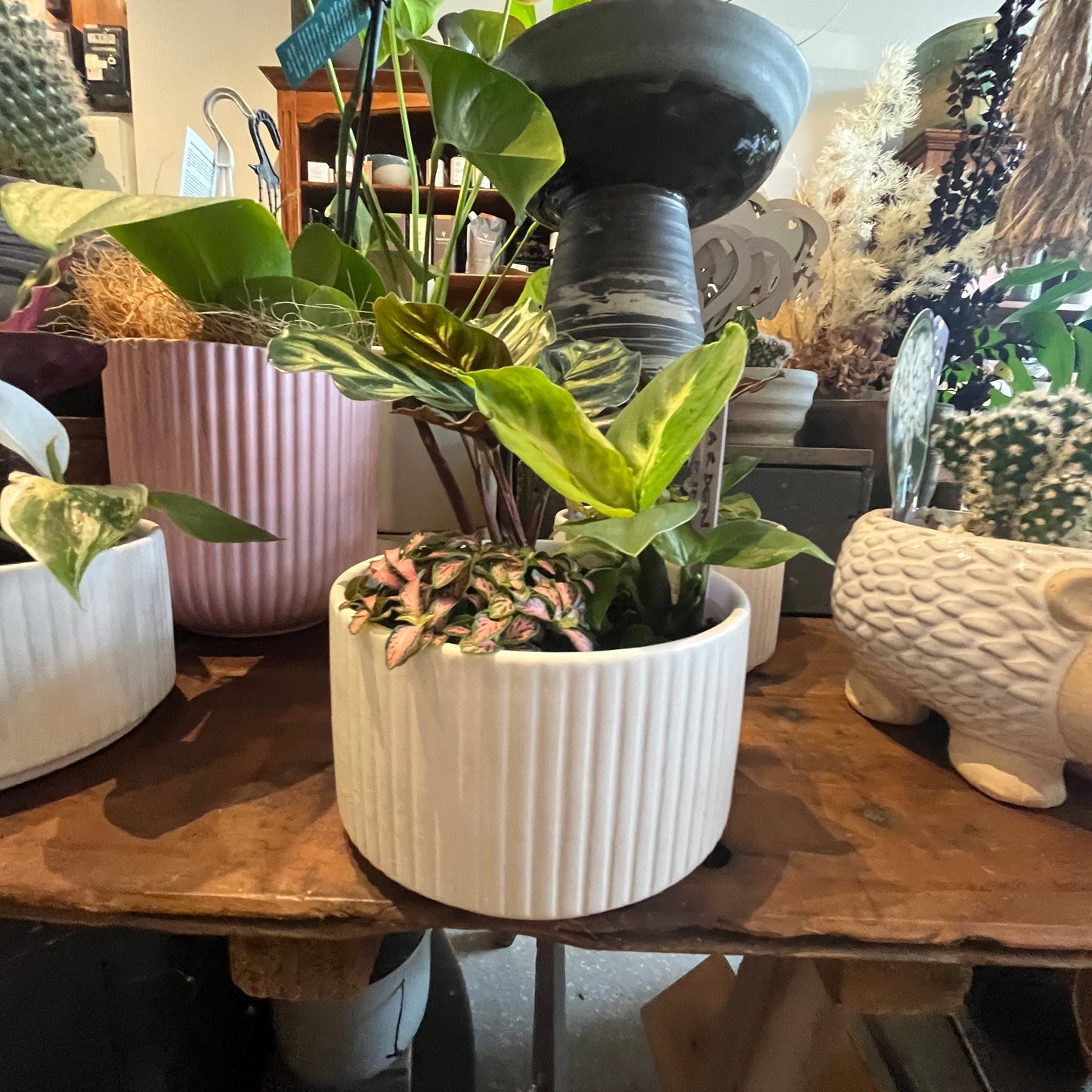 Collection of potted plants on a wooden surface with a blurred background