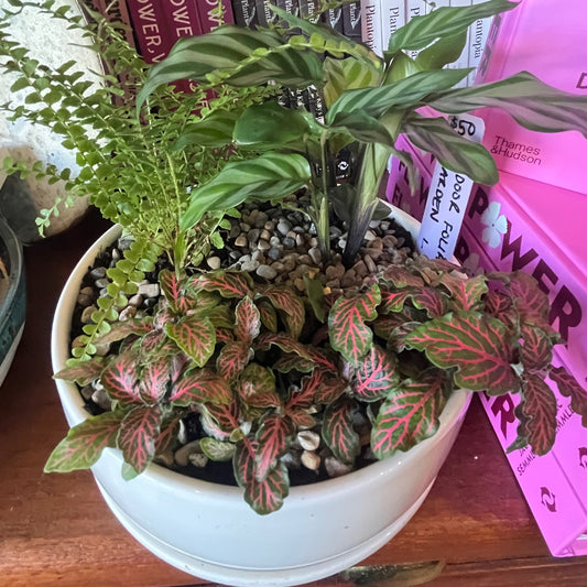 Plant + Pot Combo - Indoor Foliage Garden Large