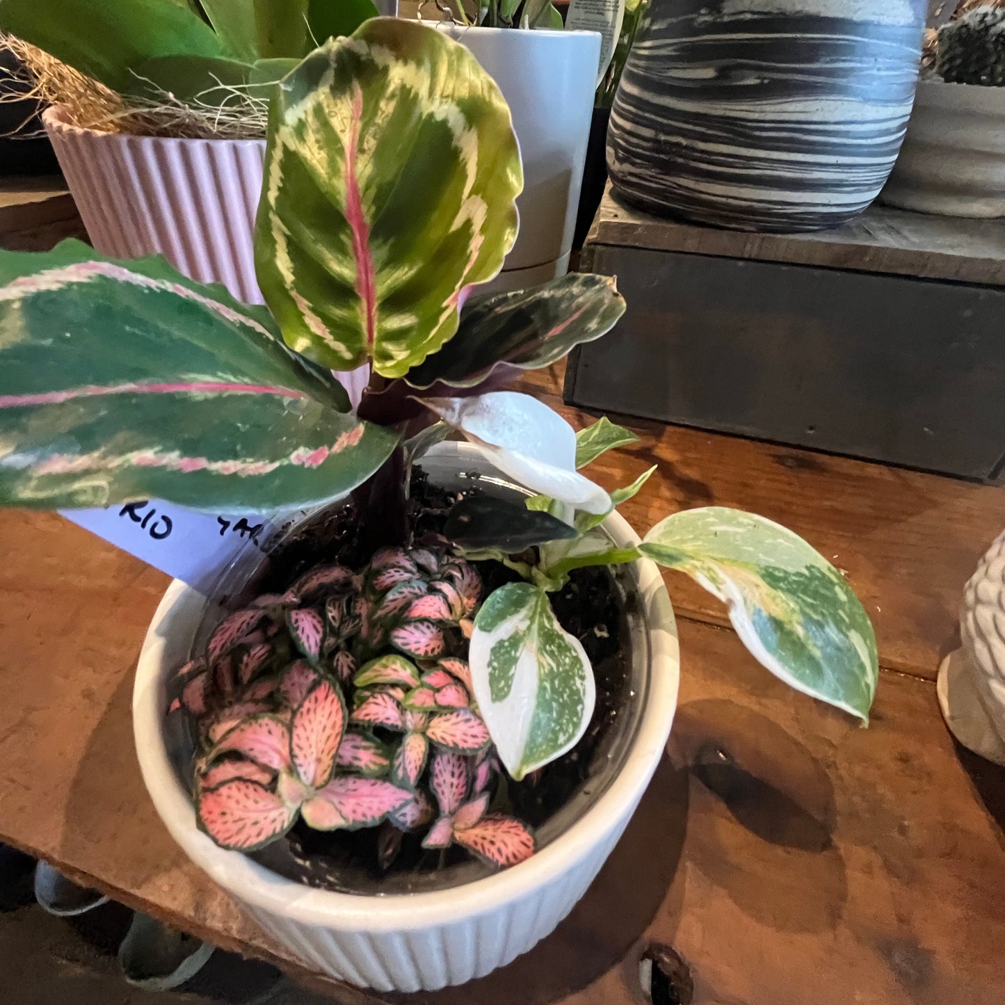 Plant + Pot Combo - Indoor Foliage Garden