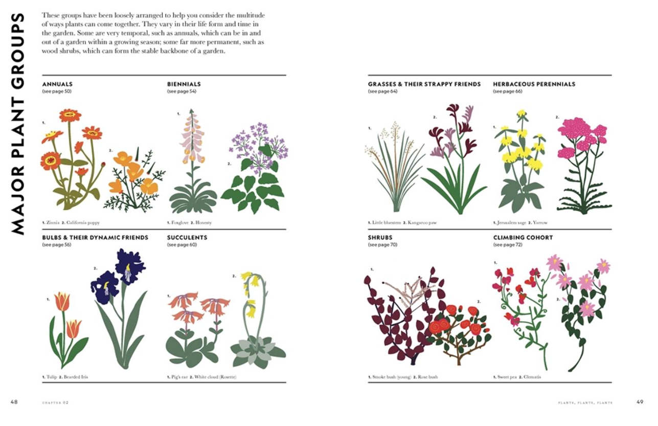 Illustrations of major plant groups with labels on a white background