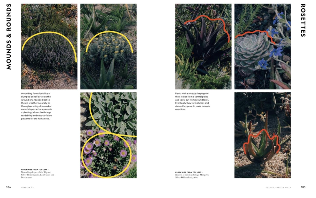 Illustrations of various succulent plants with labeled features on a white background.