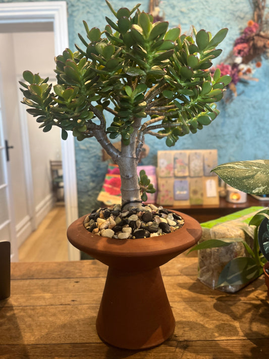 Small potted jade plant on a clay pedestal planter with a blurred indoor background