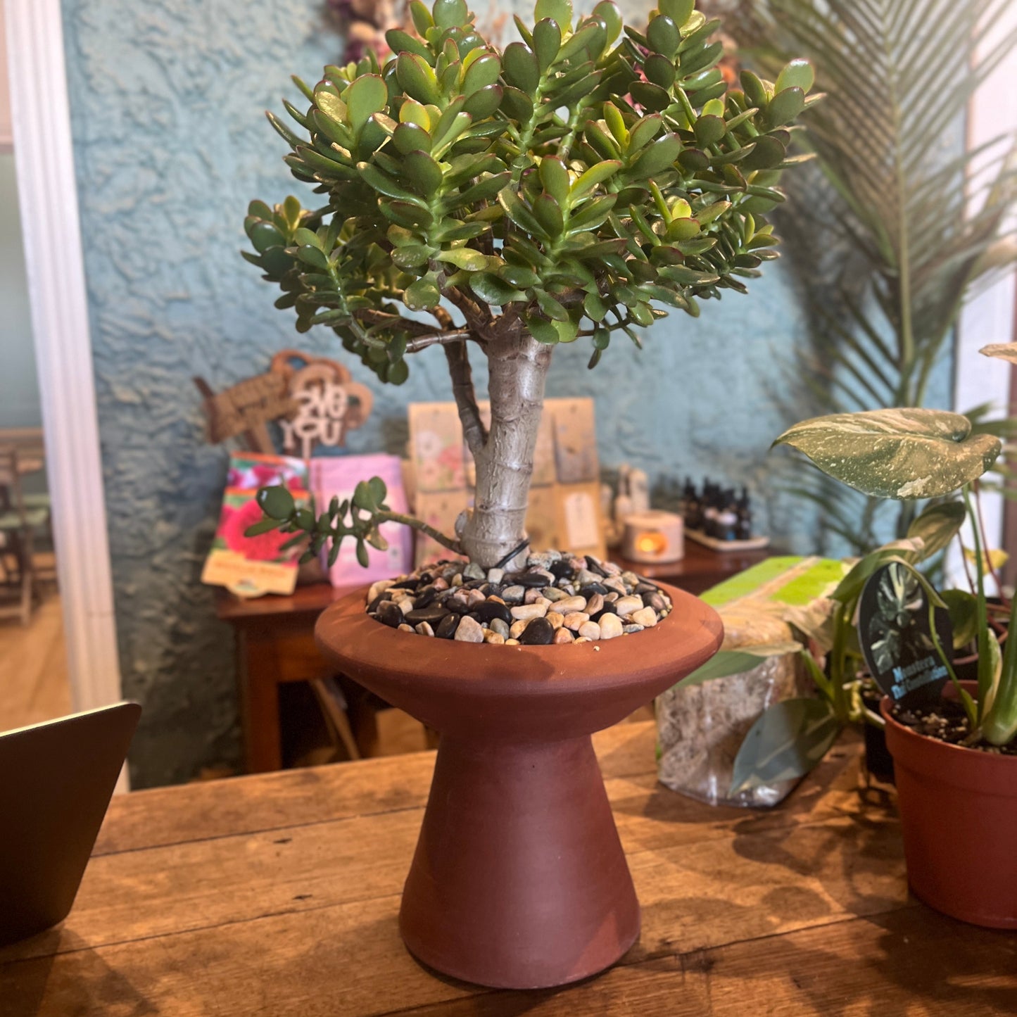 Potted plant on a wooden table with a blurred background