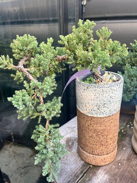 Bonsai tree in a pot with a rustic base on a reflective surface