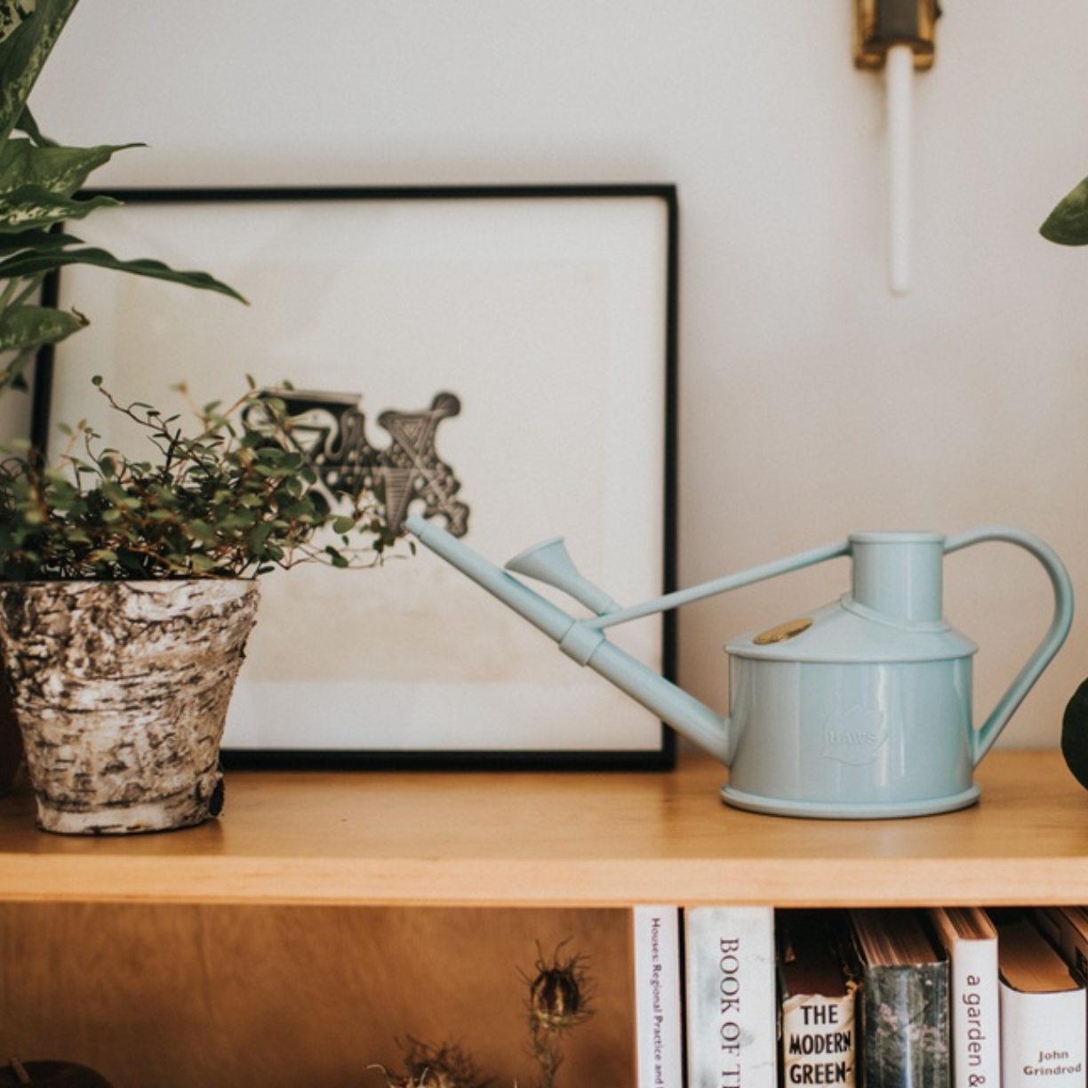 Light blue watering can on a wooden shelf with books and plants