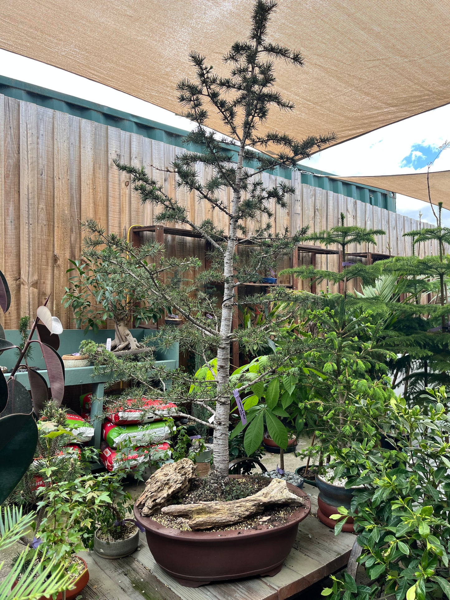 Tilted view of a garden with trees and plants near a wooden fence.