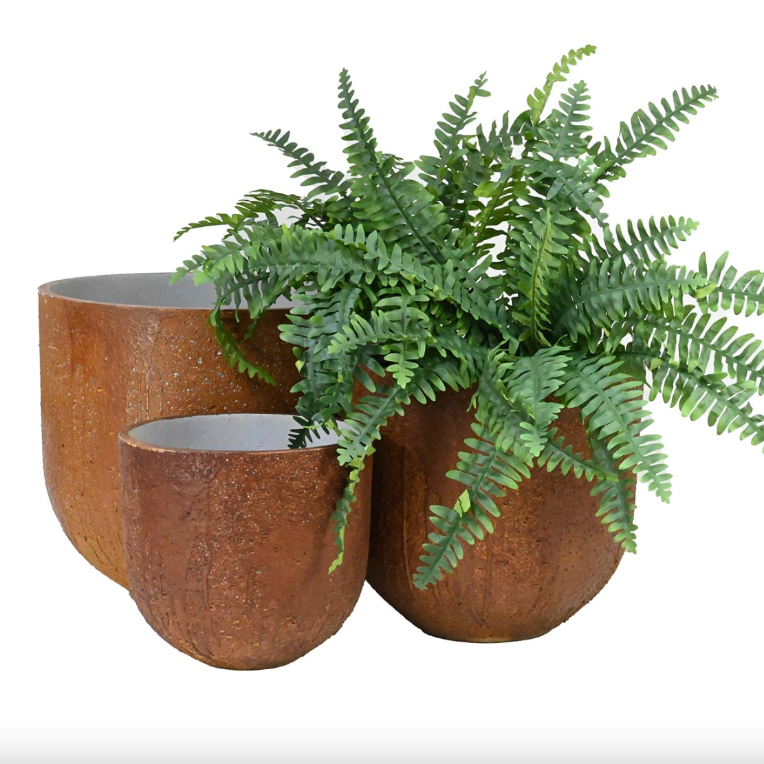Three terracotta planters with a fern on a white background