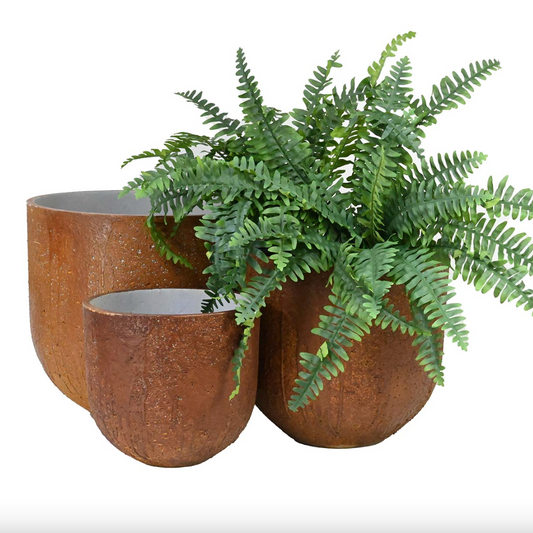 Three terracotta planters with a fern on a white background