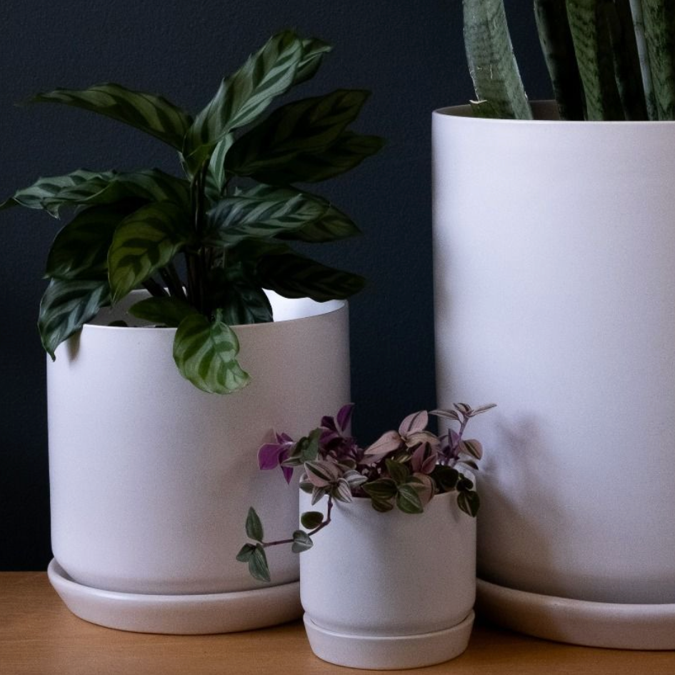 Three potted plants in white pots on a wooden surface with a dark background
