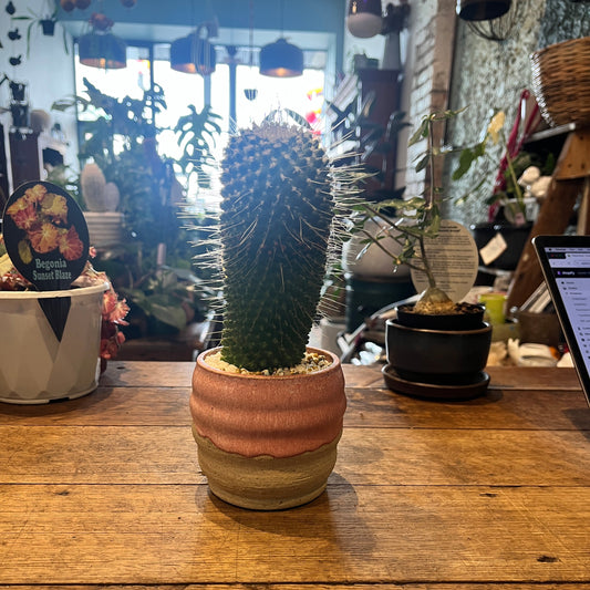 Cactus plant in a pot on a wooden surface with a blurred background