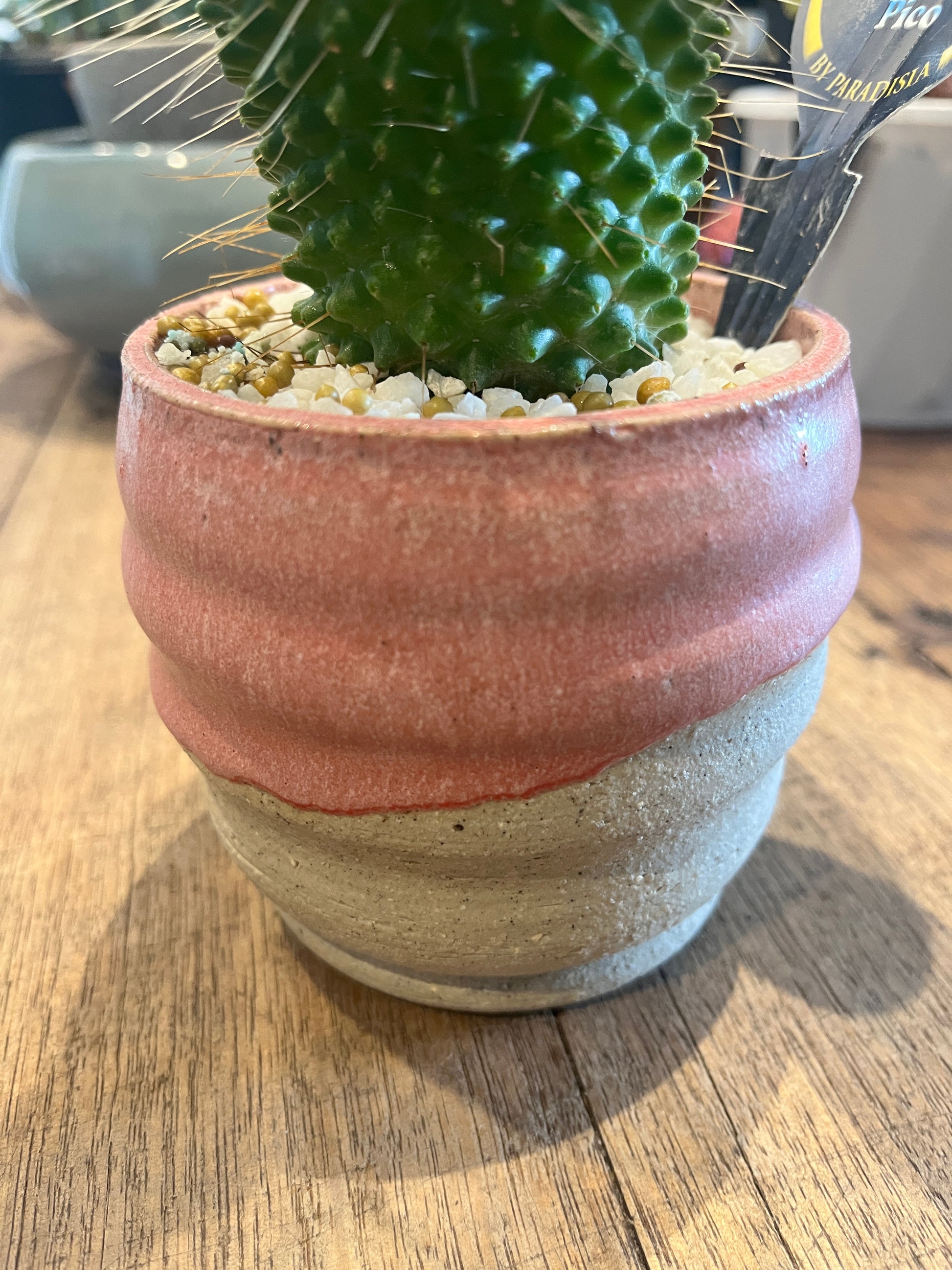 Cactus in a pot on a wooden surface