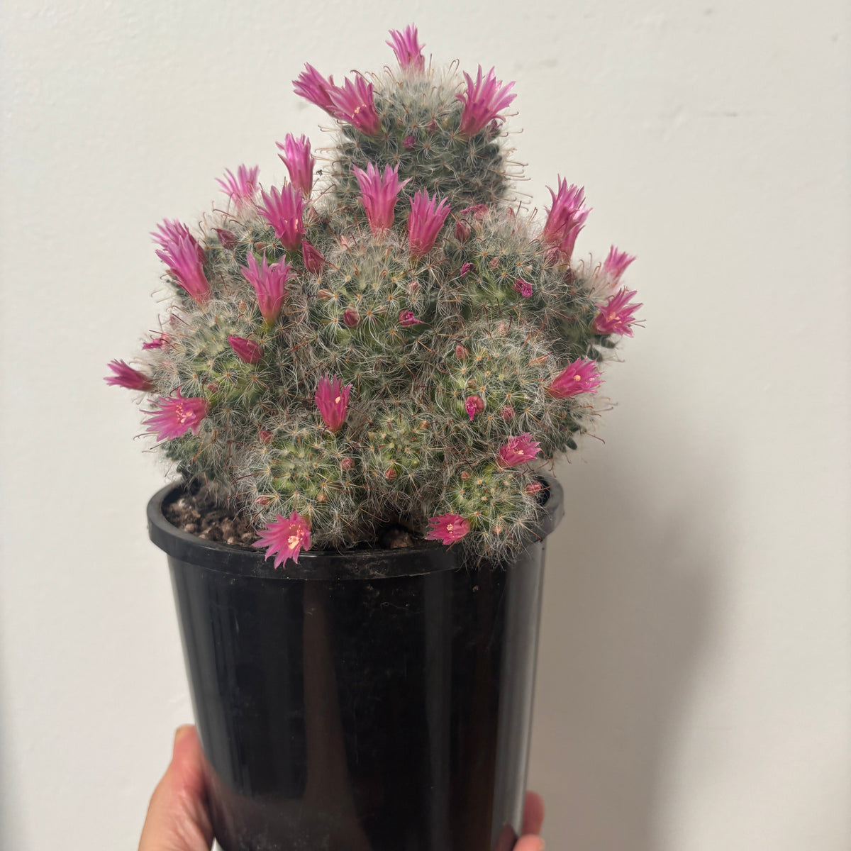 Mammillaria boscasana v roseaflora