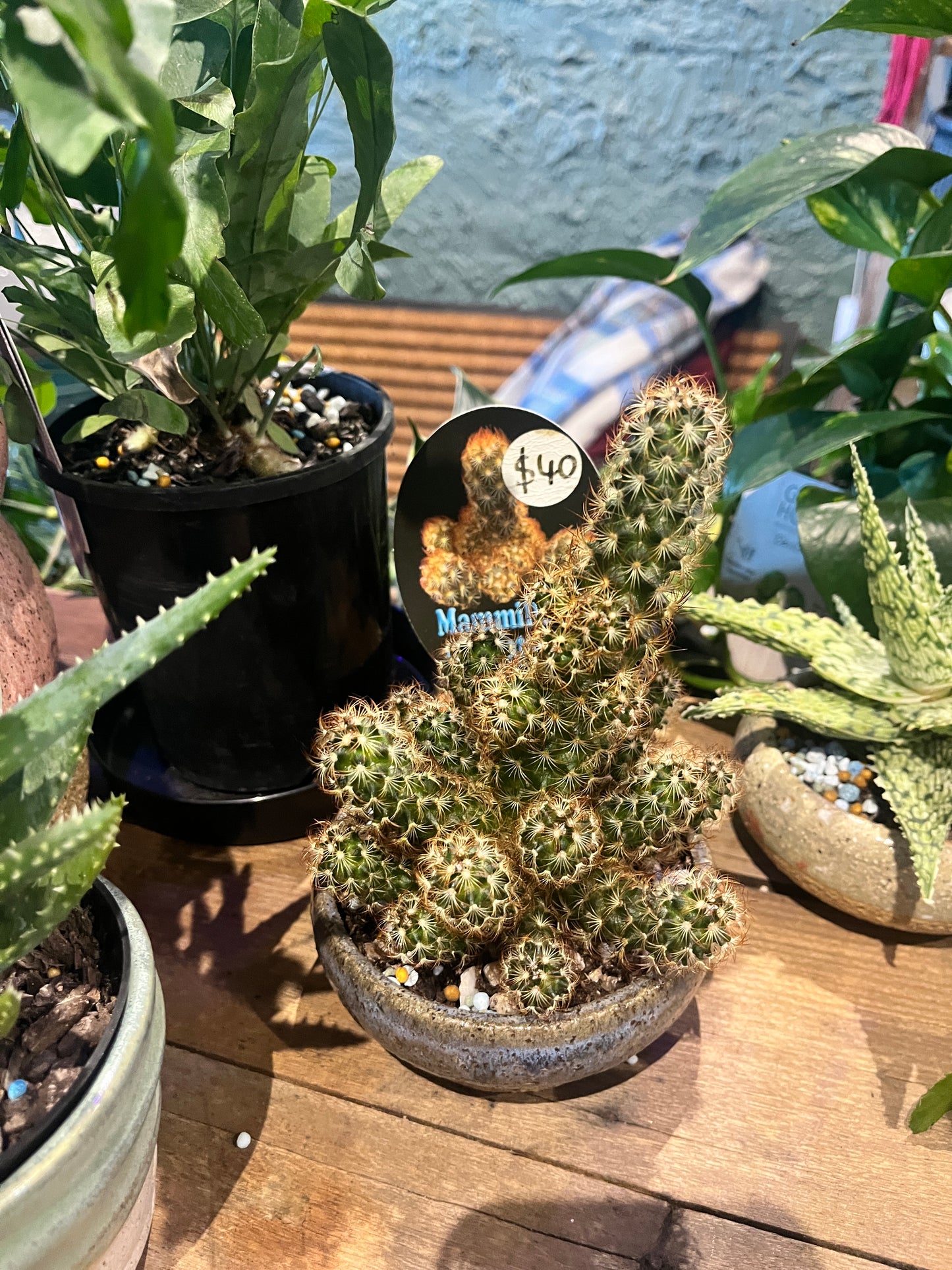 Cactus plant in a pot on a wooden surface with blurred background