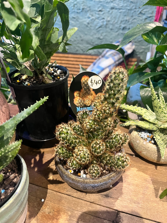 Cactus plant in a pot on a wooden surface with blurred background